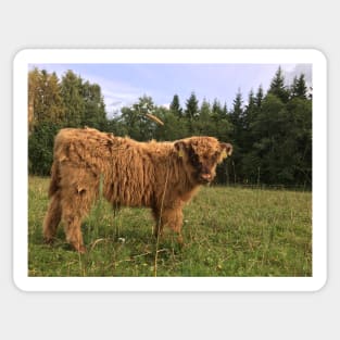 Scottish Highland Cattle Calf 1524 Sticker